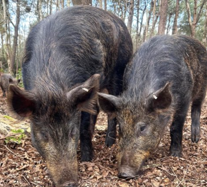 Iron Age pigs foraging in the woodland at Blue Pool