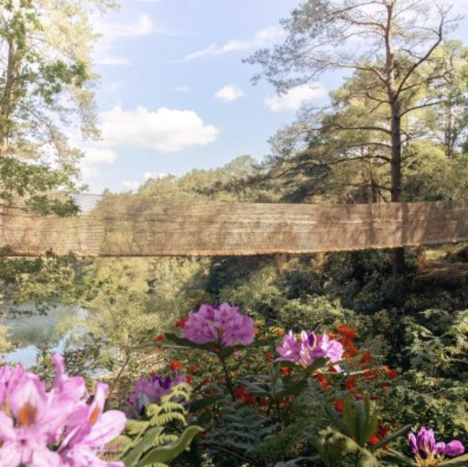 The rope bridge at Blue Pool viewed through wildflowers