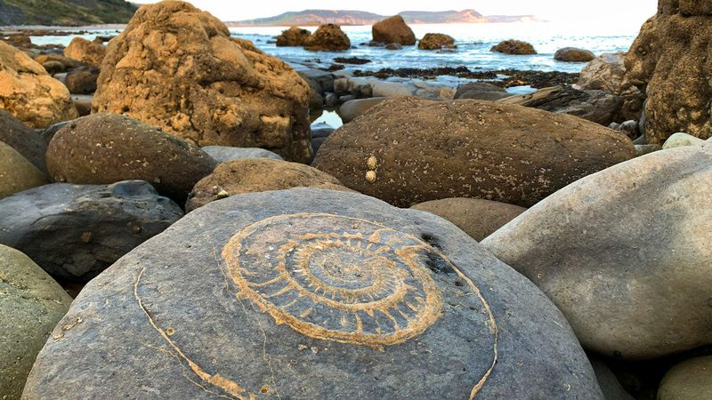 Ammonite & Geology Tours