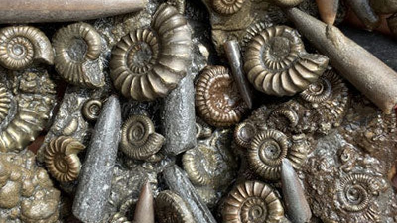 Fossil Hunting