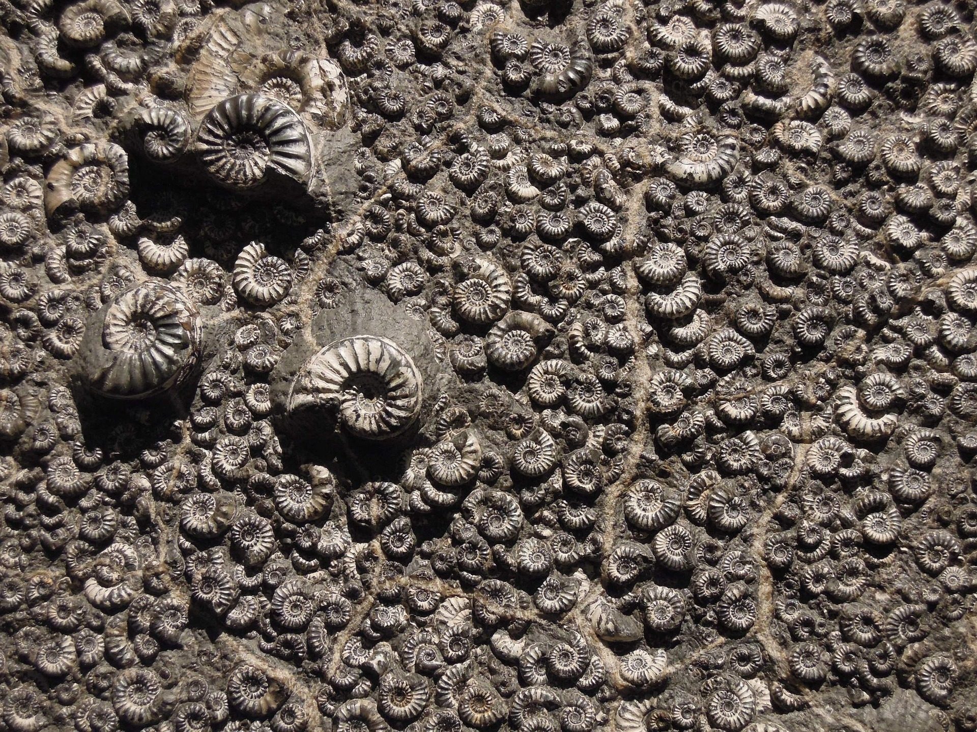 Fossil Hunting in Dorset